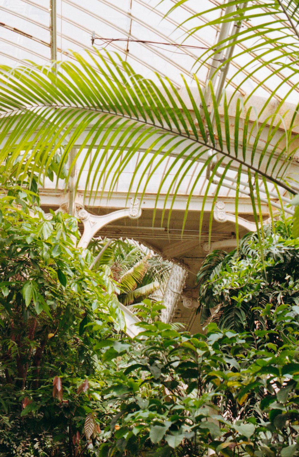 green-leafed trees