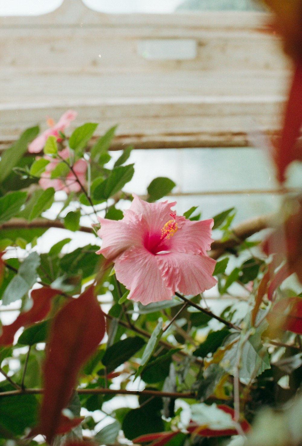 pink petaled flower