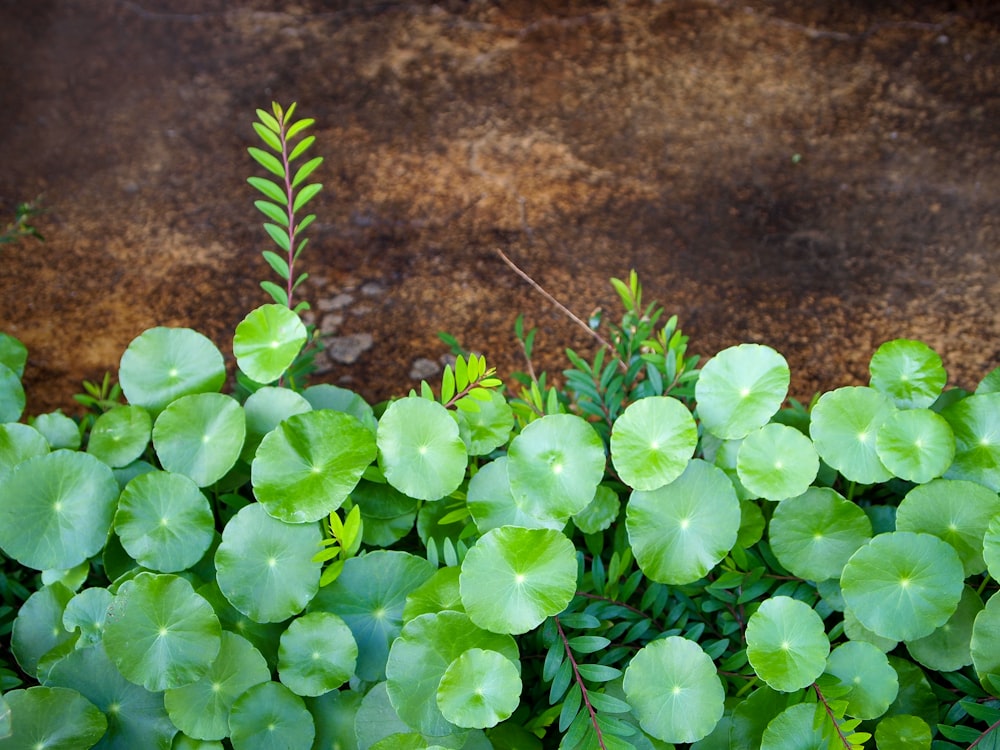 plantas de hojas verdes junto a la roca