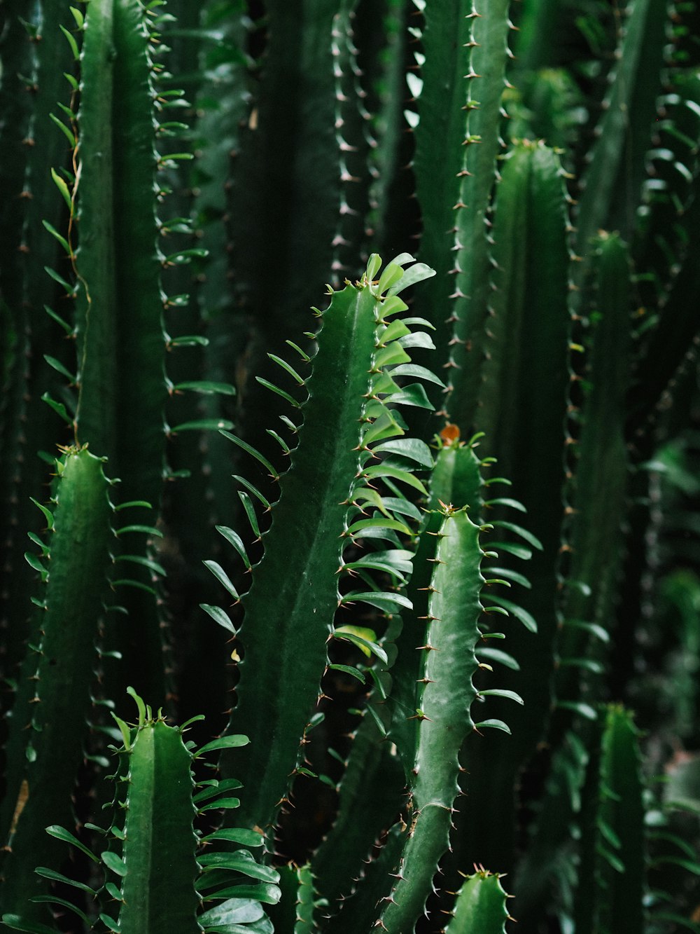 green cacti