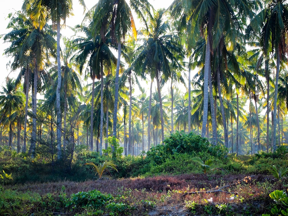 green coconut trees