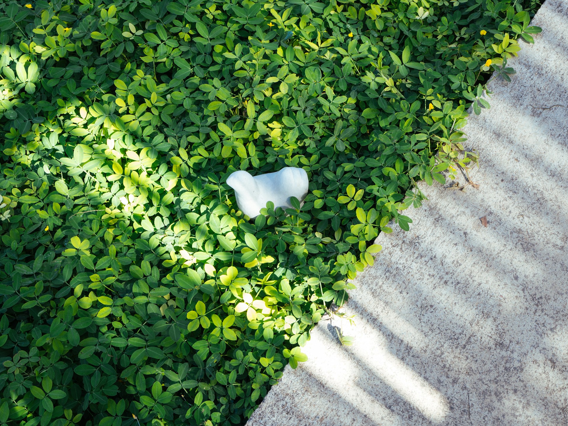 green-leafed field during daytime