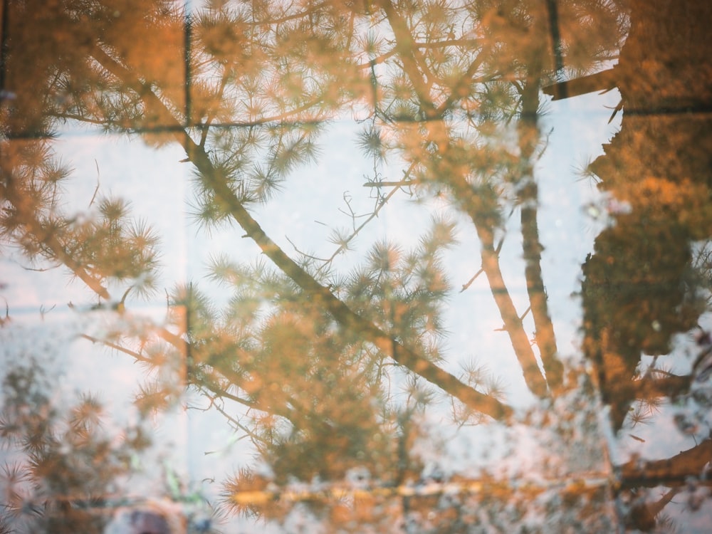 a reflection of a tree in a puddle of water