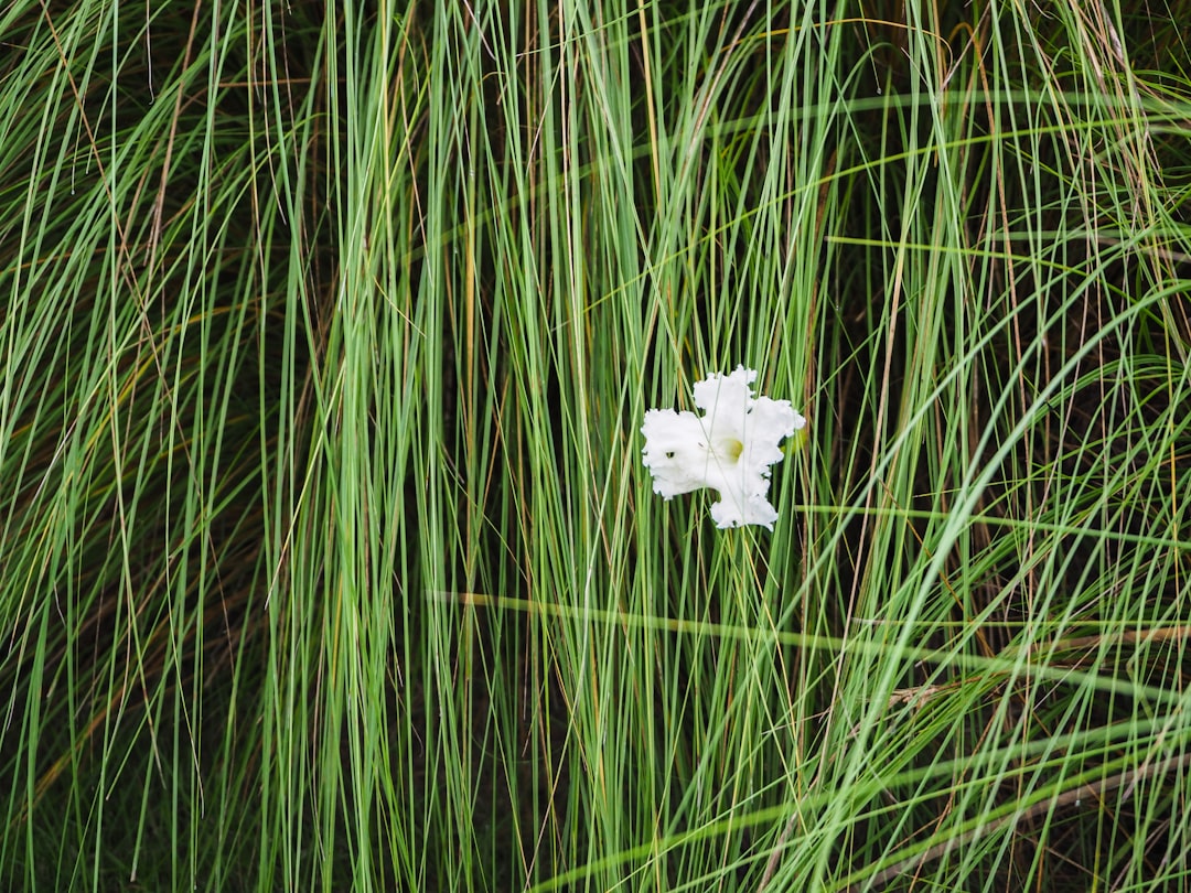 white petaled flower