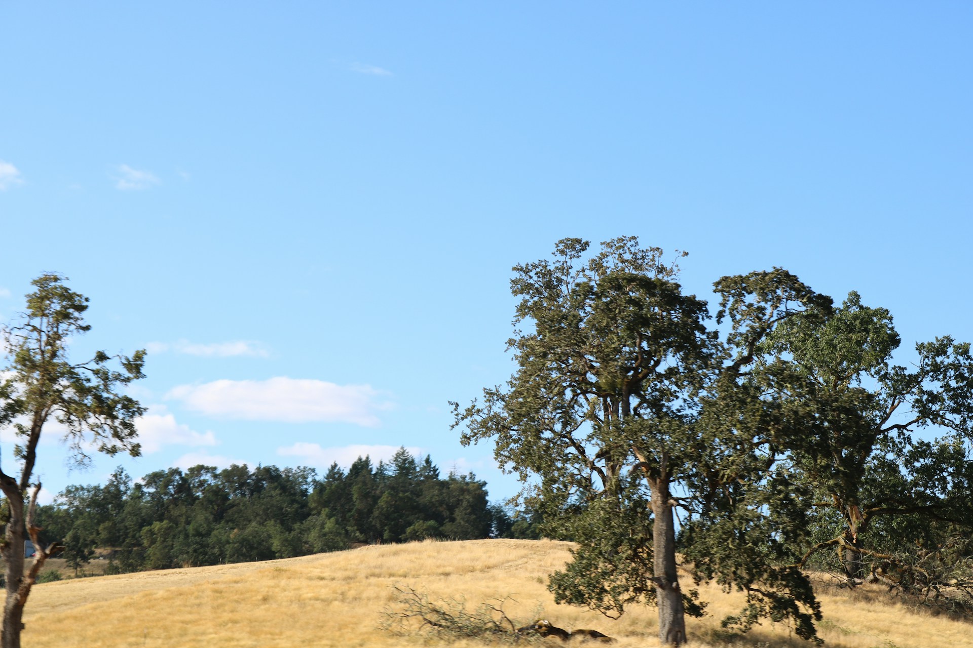 black and brown leather padded tub sofa