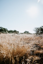 A team clearing dry grass and shrubs in a large plot under a sunny sky.