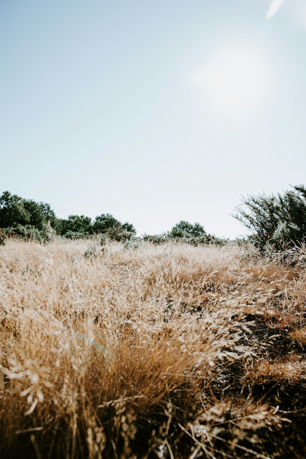 shallow focus photo of wheat field