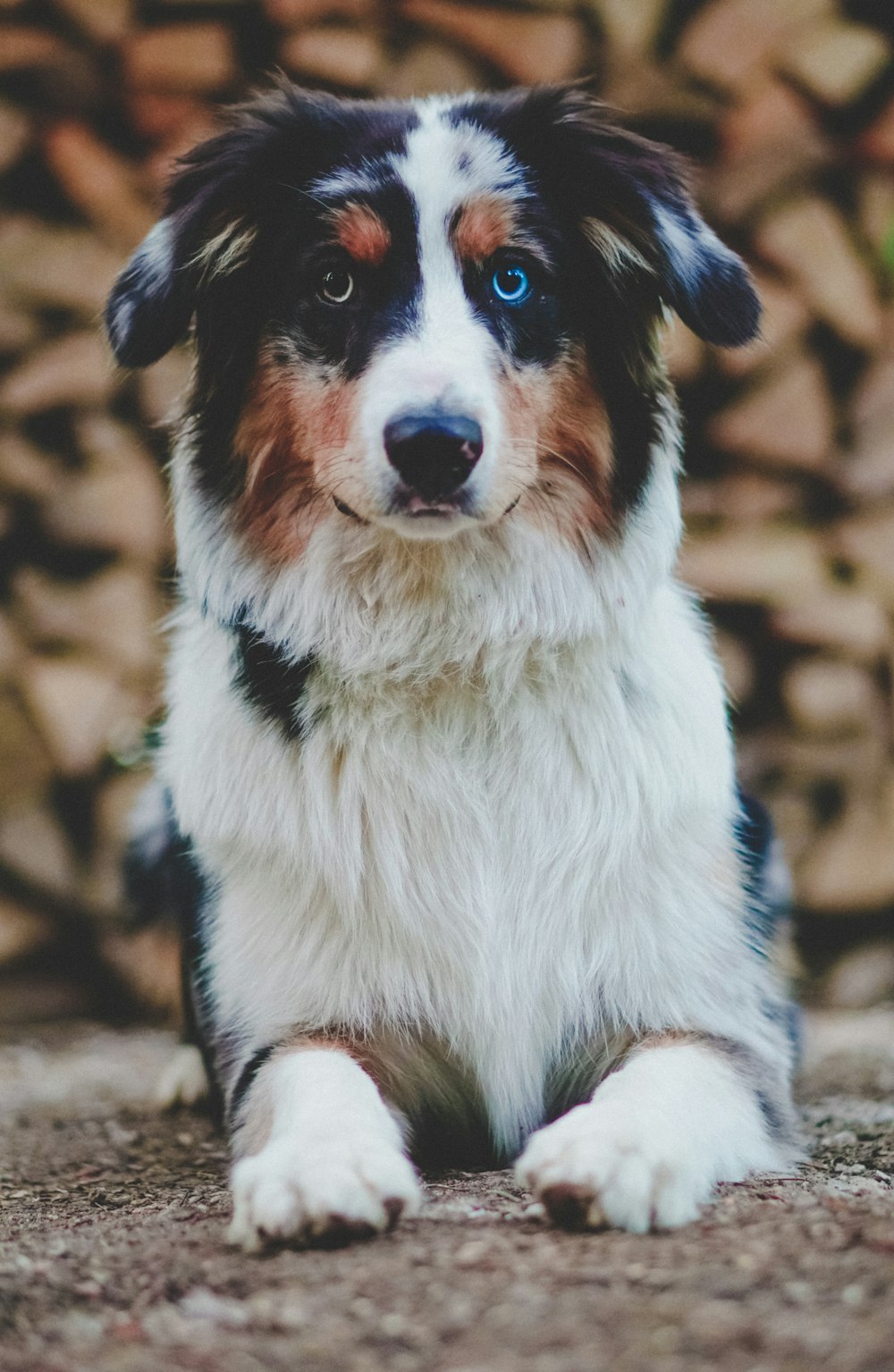 Cão branco e preto deitado no chão