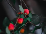 Close-up of ripe fruits hanging from branches ready to be harvested.