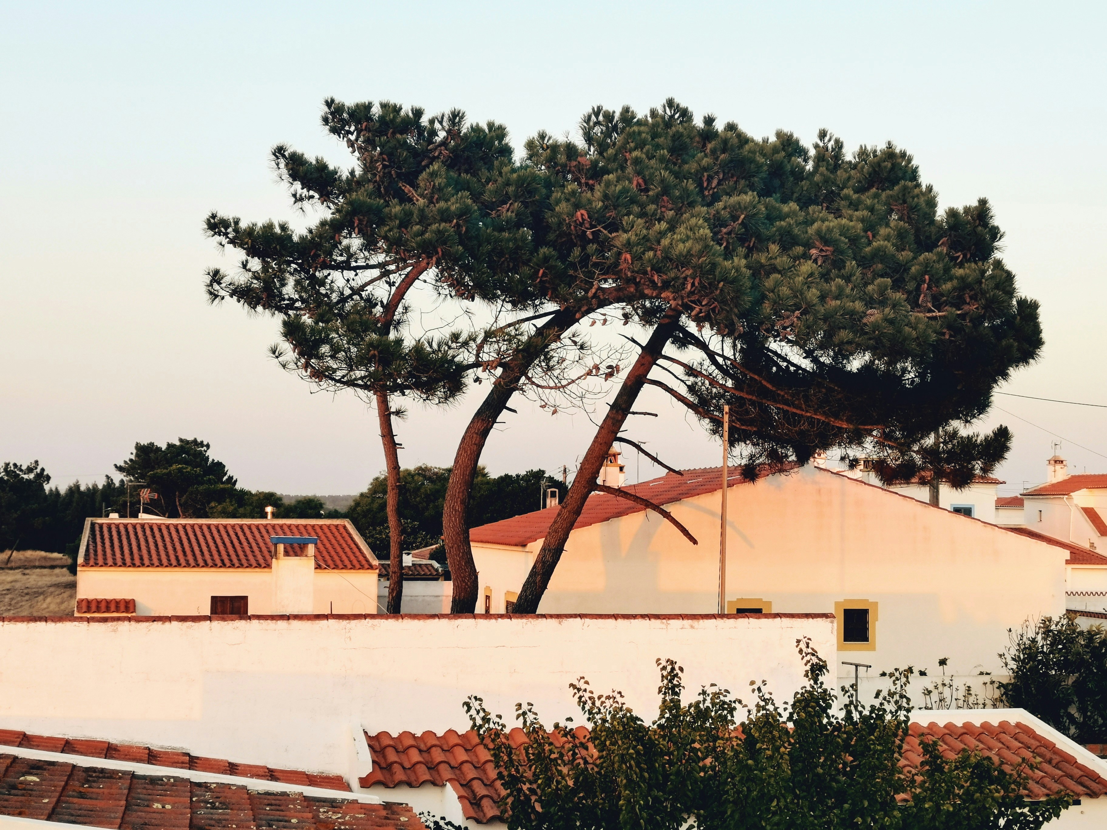 green trees beside concrete building