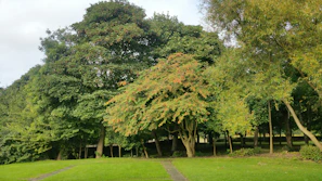 Volunteers planting native trees along a trail in a lush California park
