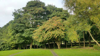 Volunteers planting native trees along a trail in a lush California park