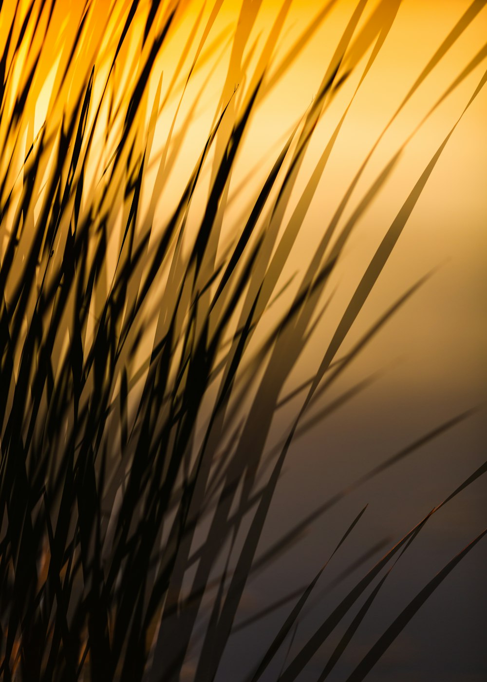 a close up of a plant with the sun in the background