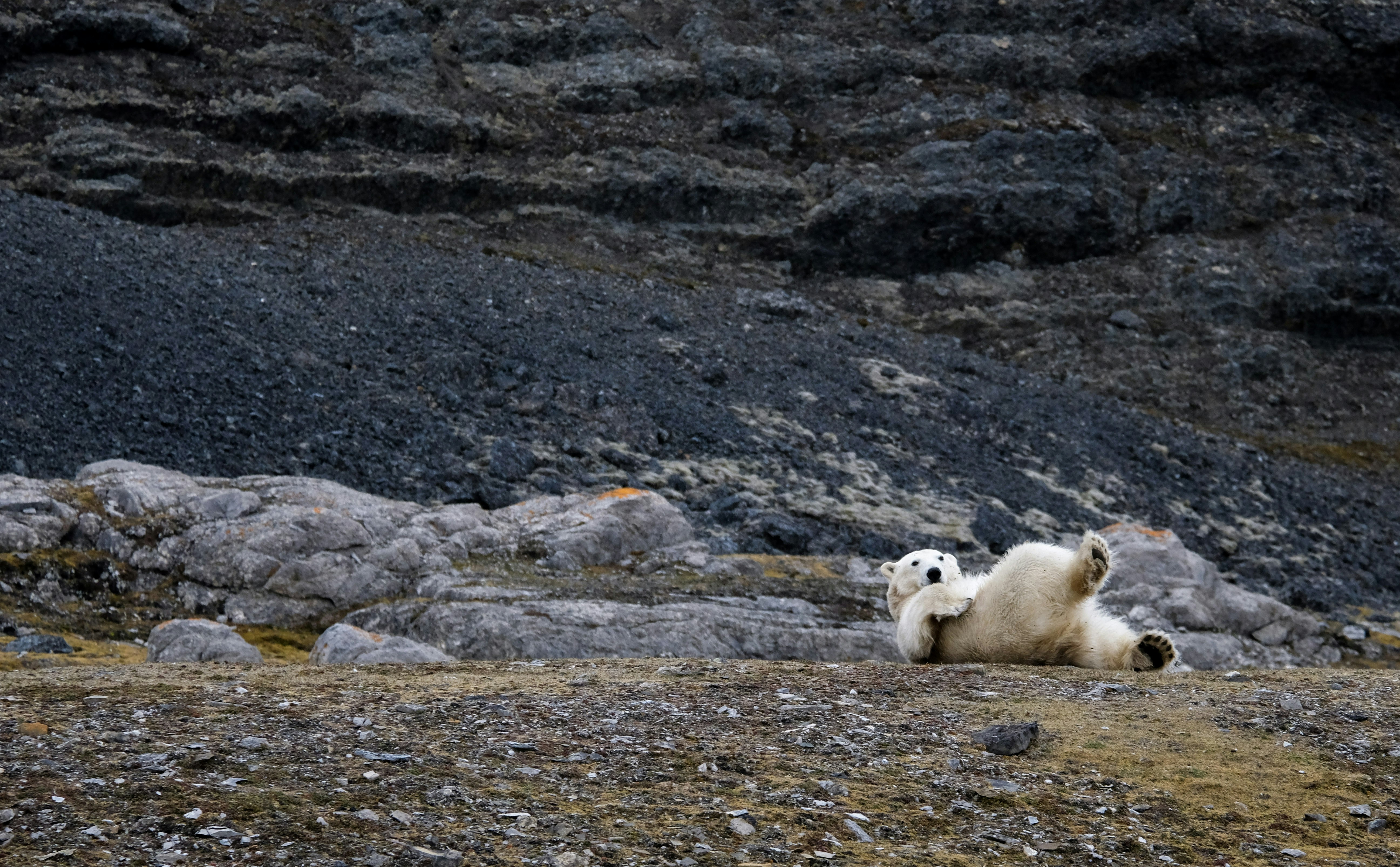 white bear lying on floor