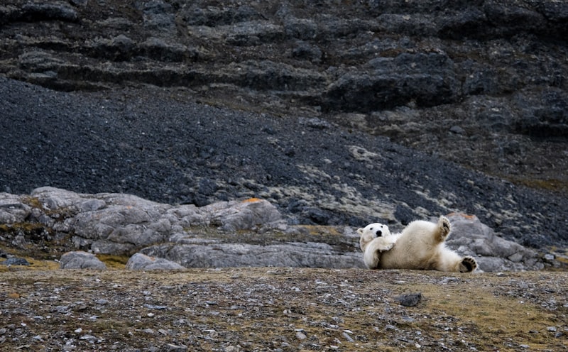 A polar bear rolling on its back on mossy rocky ground at the foot of a dark scree slope, paws in the air
