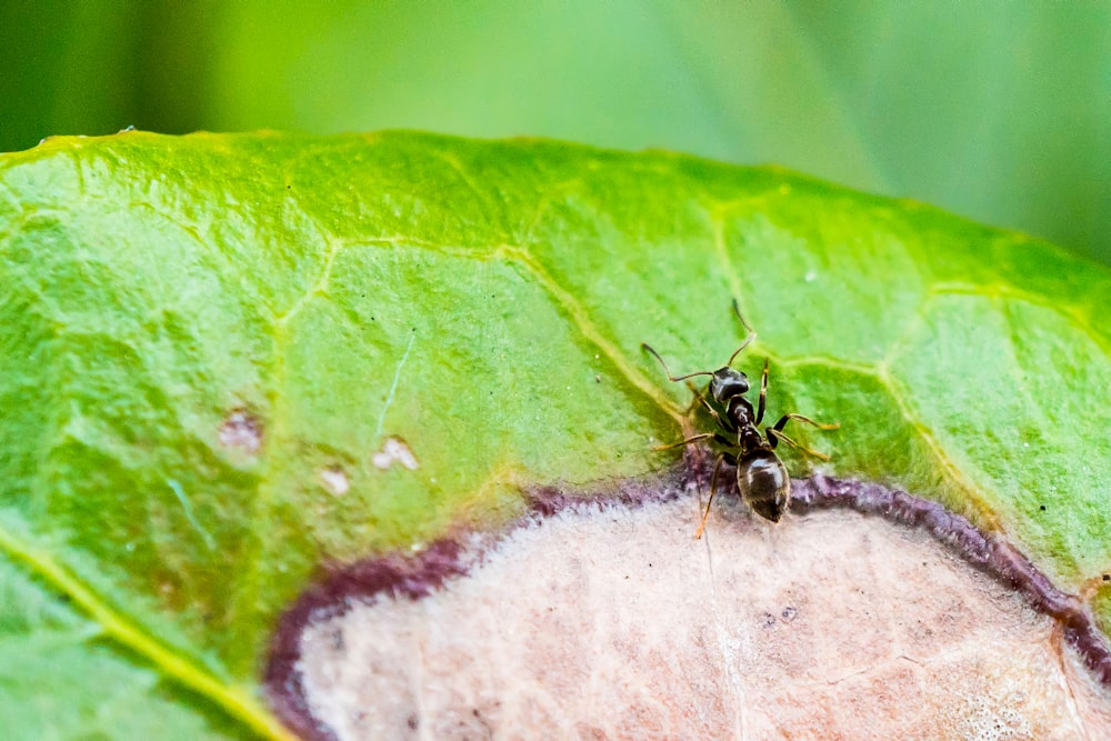 black ant on green leaf