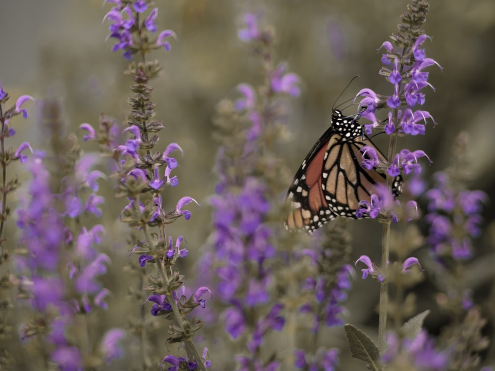 brown and black butterfly perched on flower