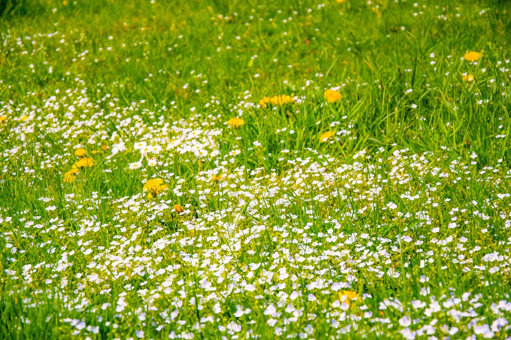 yellow petaled flower