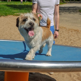 A small, fluffy dog with a white and brown coat stands on a rotating playground equipment piece. The dog looks happy with its tongue out, and is being held by a person wearing a white T-shirt and blue shorts, though the person's face is not visible.