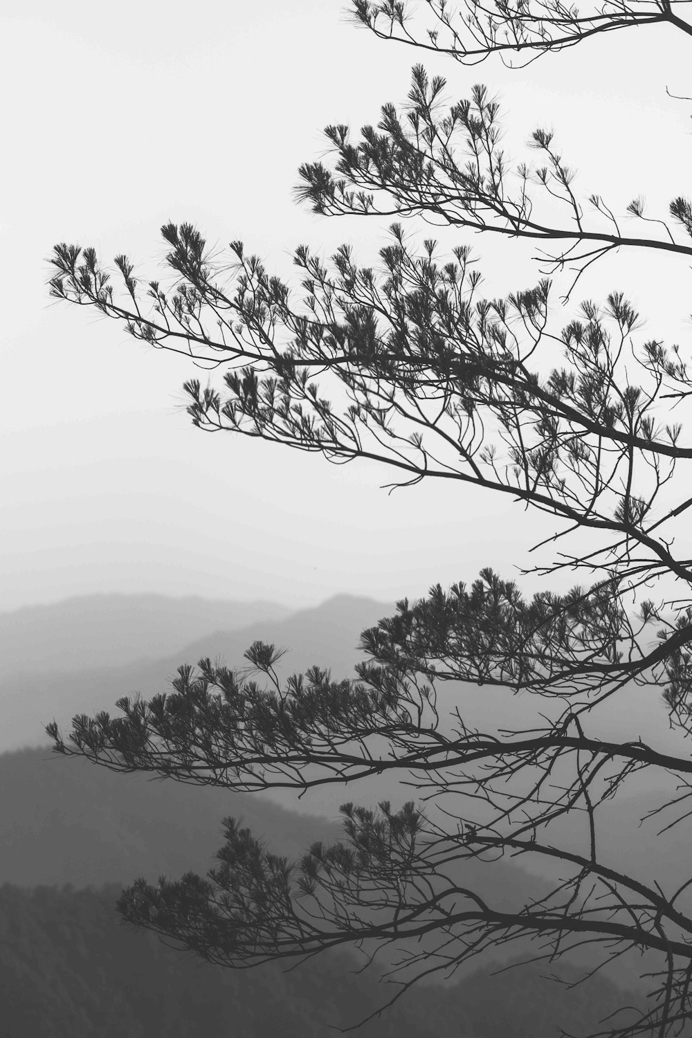 green tree on top of hill