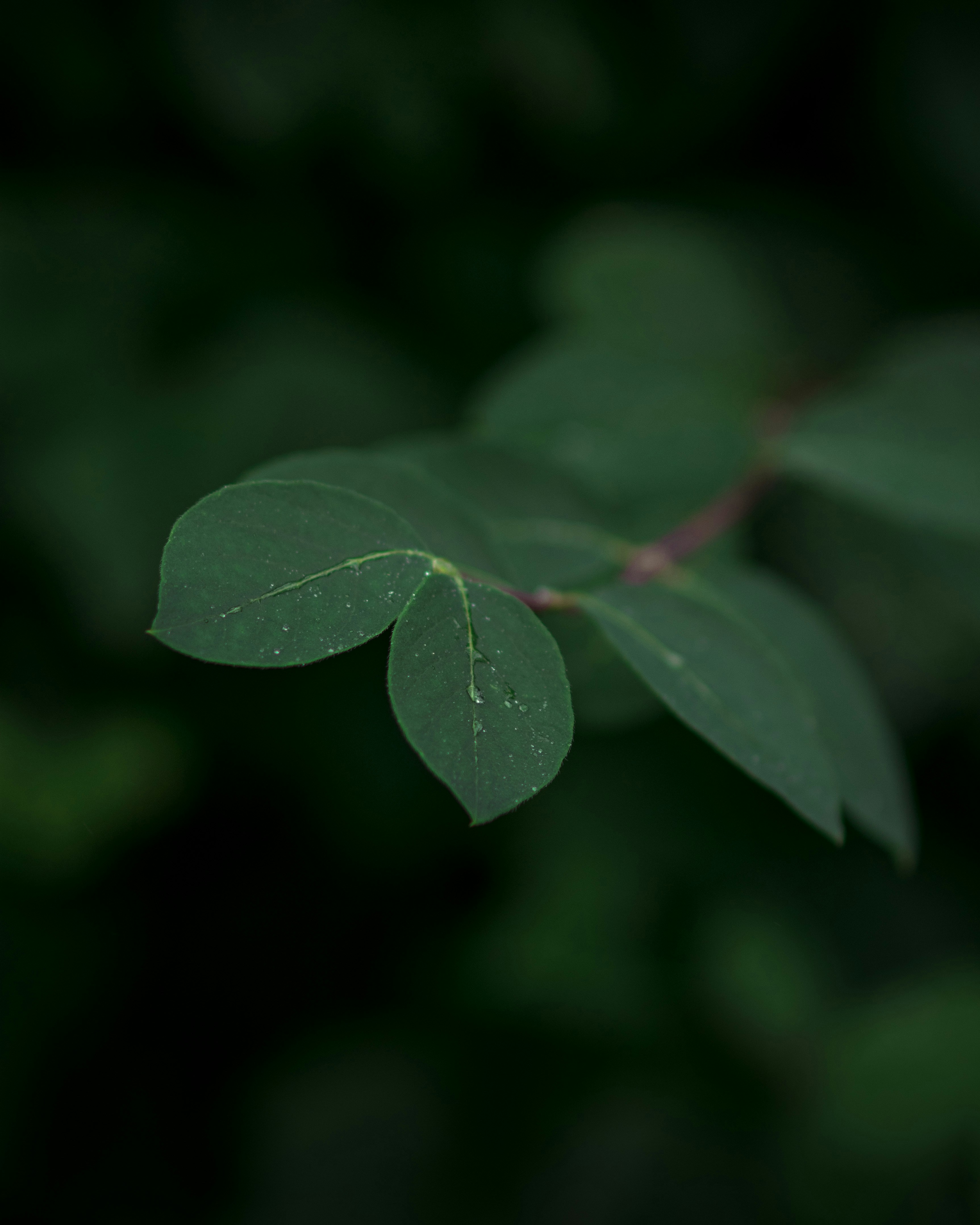 Green leaf plant close-up photography photo – Free Plant Image on Unsplash