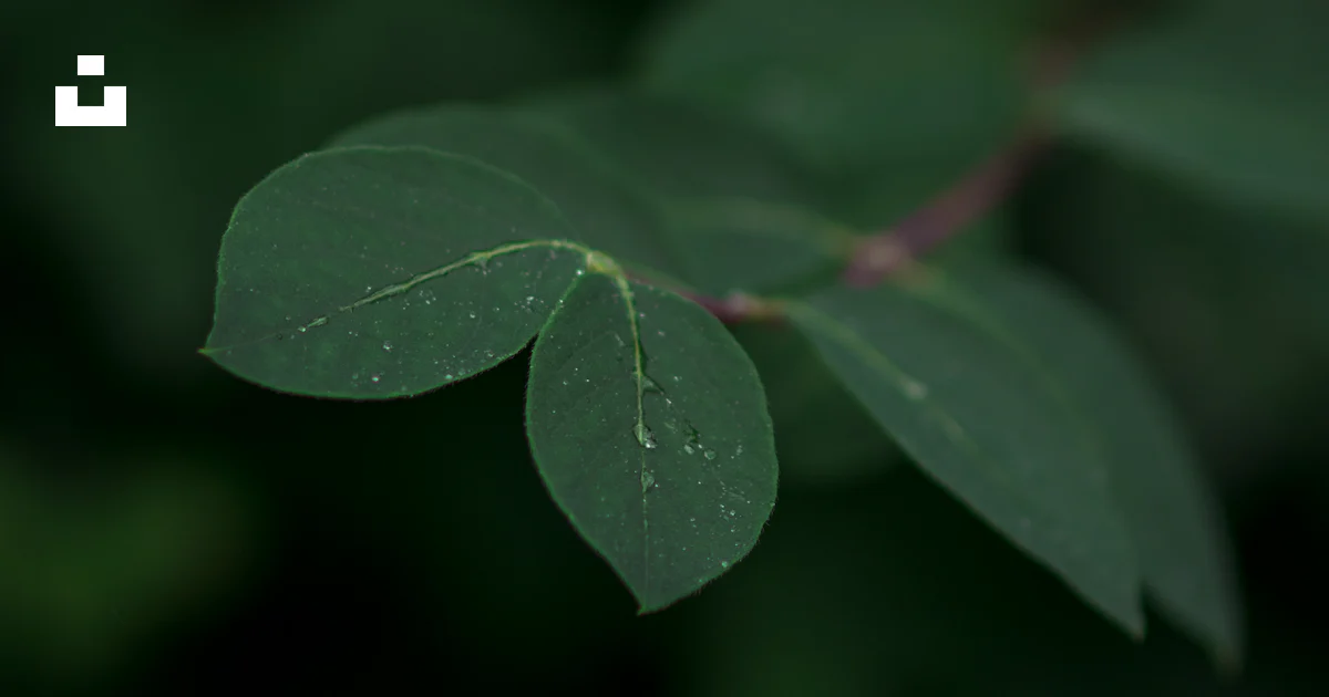 Green leaf plant close-up photography photo – Free Plant Image on Unsplash