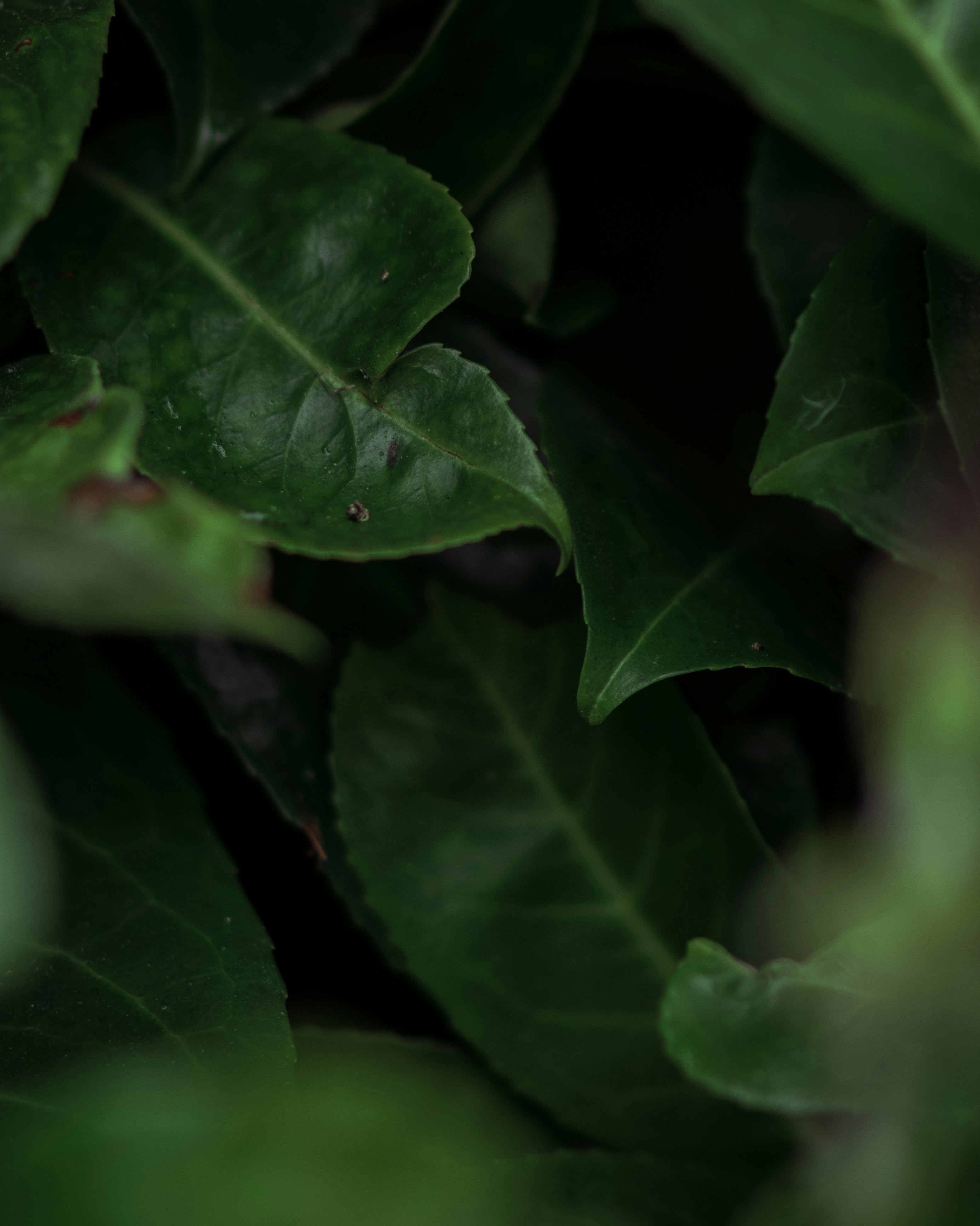 Photo by lachlangowen