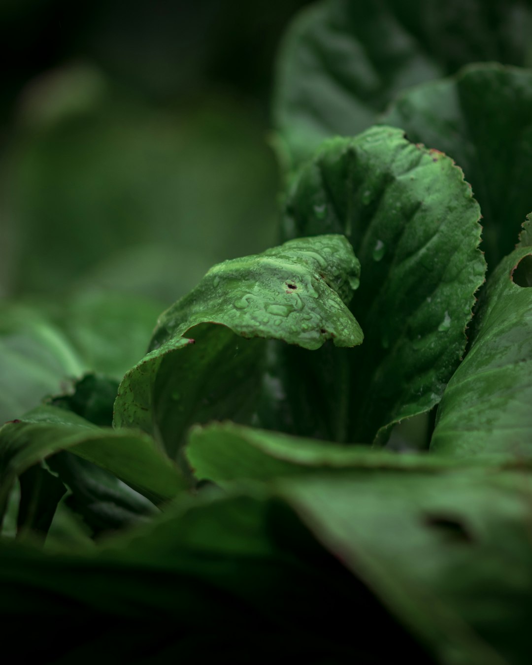 closeup photography of green-leafed plant
