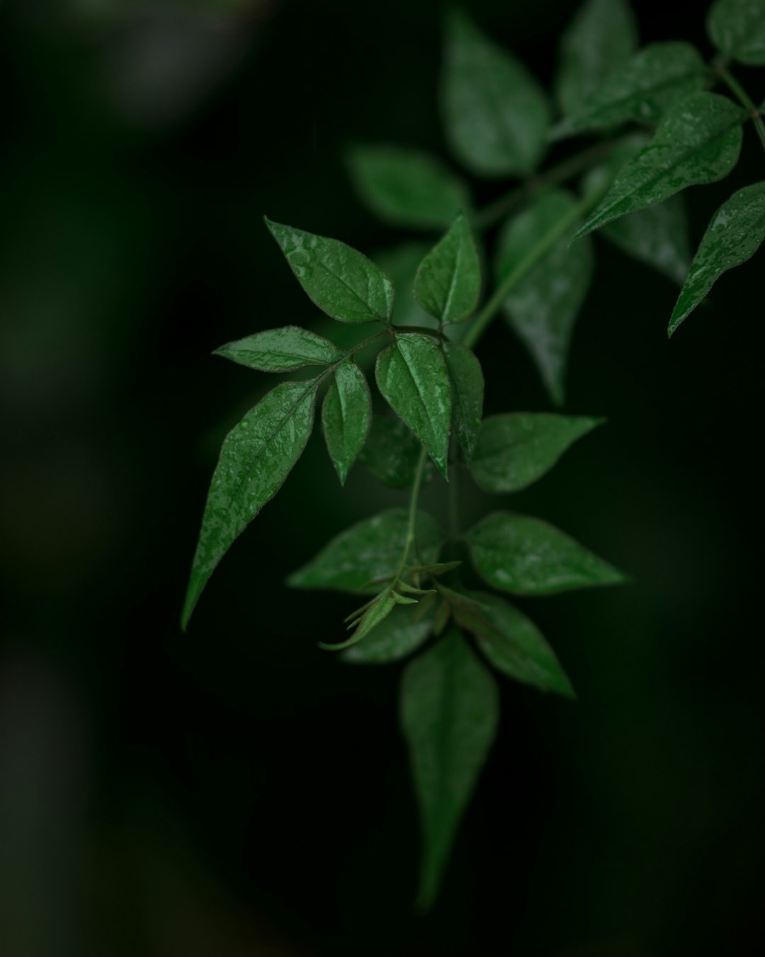 green leaf plant