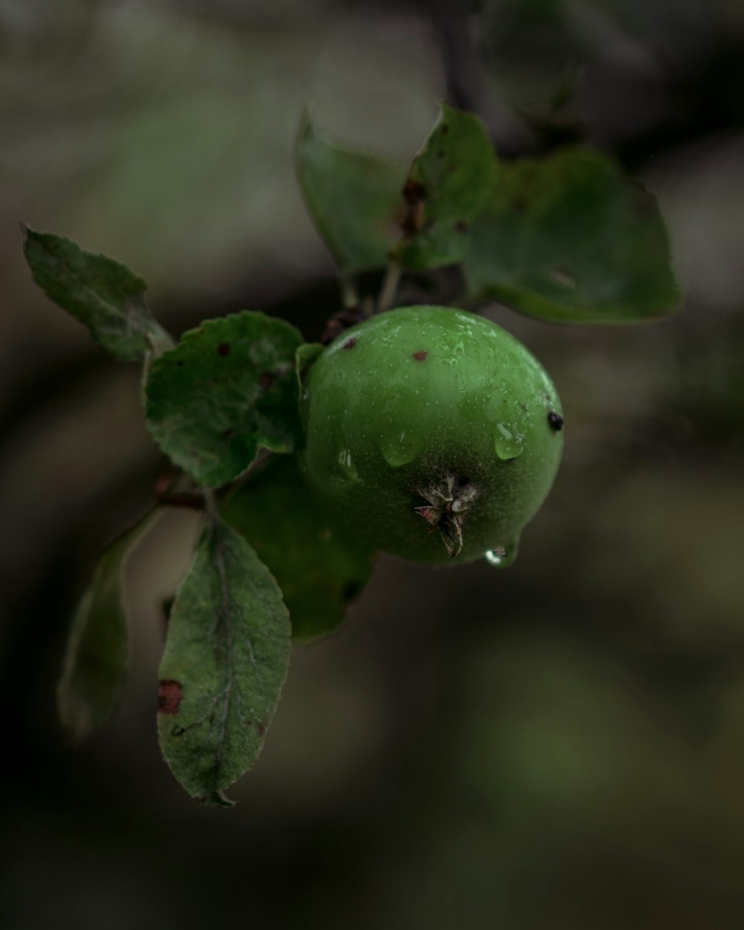 round green fruit close-up photography