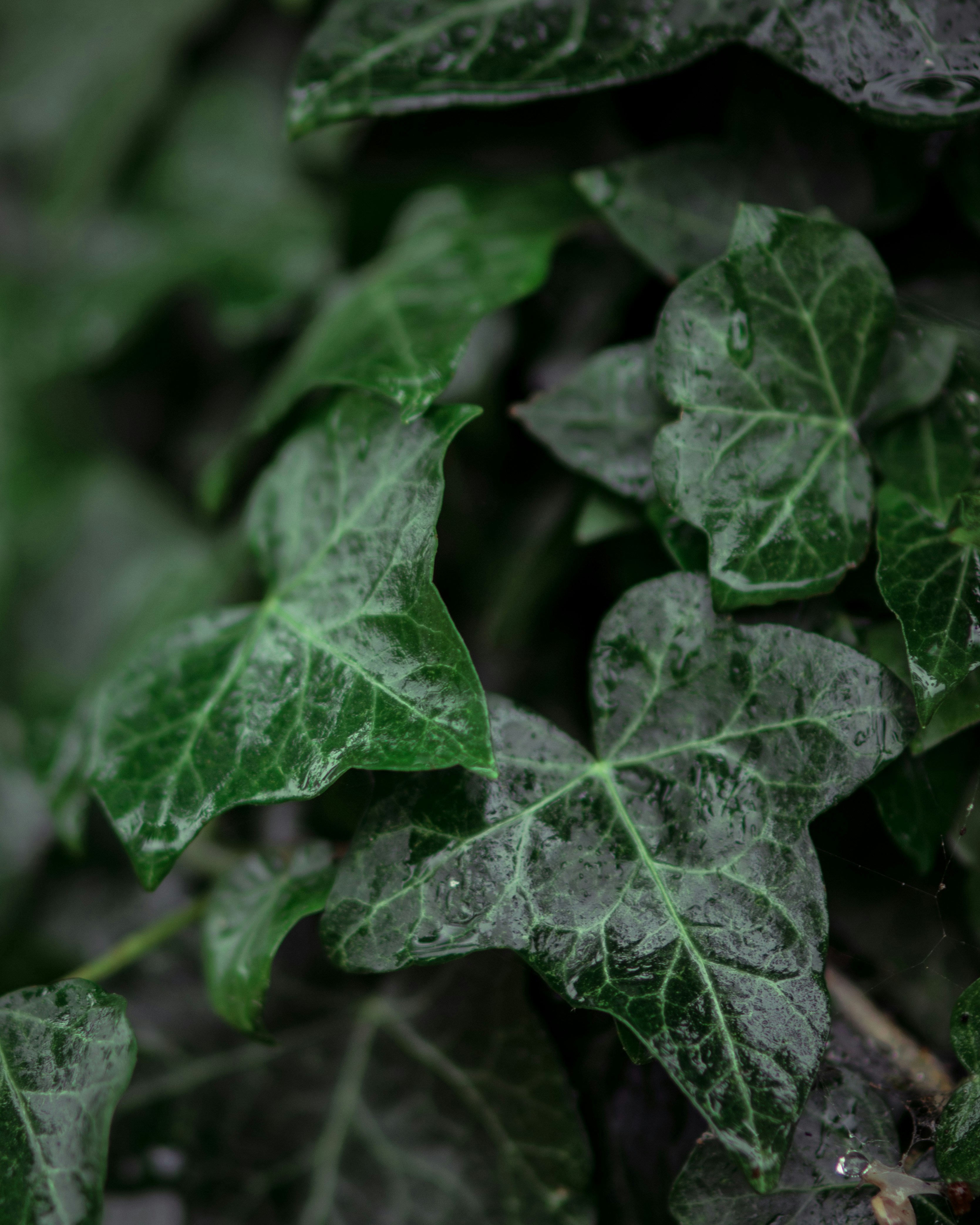 Photo by lachlangowen