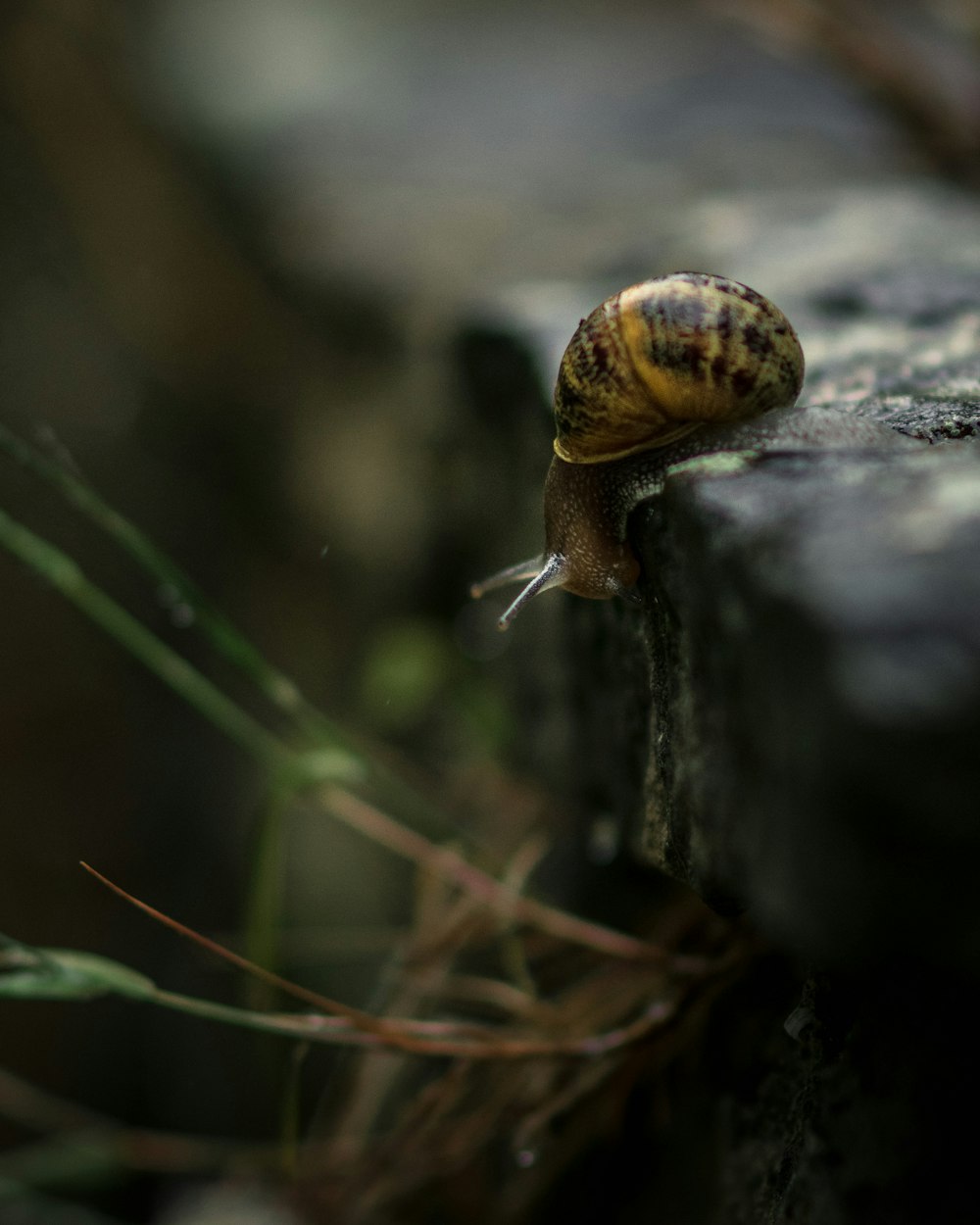 grey and yellow snail