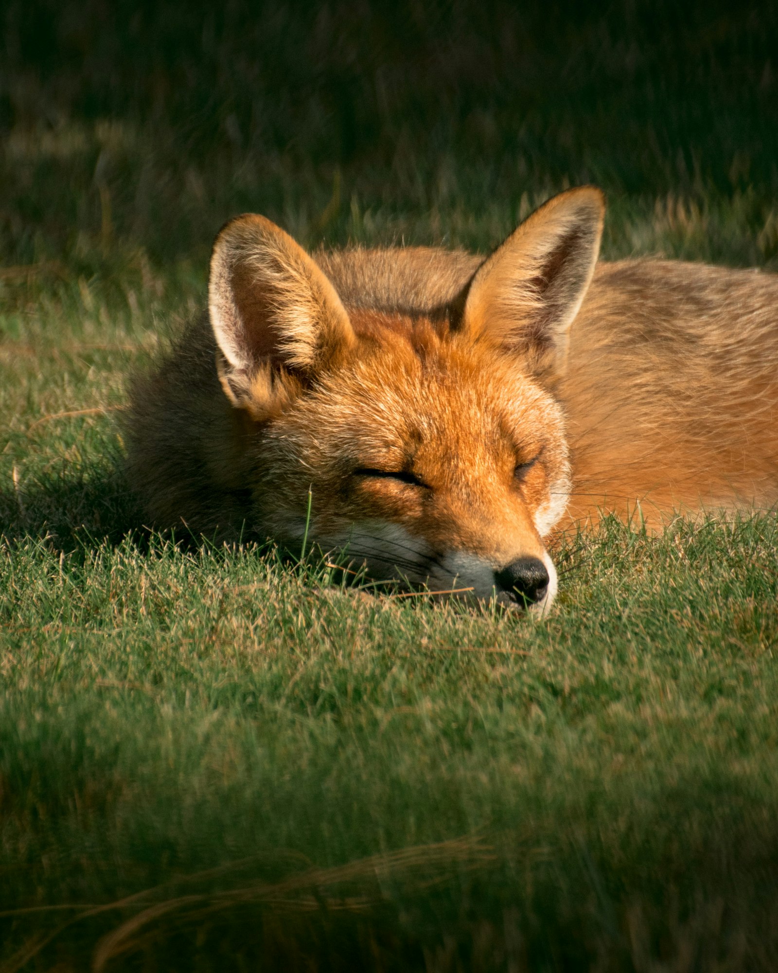 Nikon D3400 + Nikon AF-S Nikkor 70-300mm F4.5-5.6G VR sample photo. Fox close-up photography photography