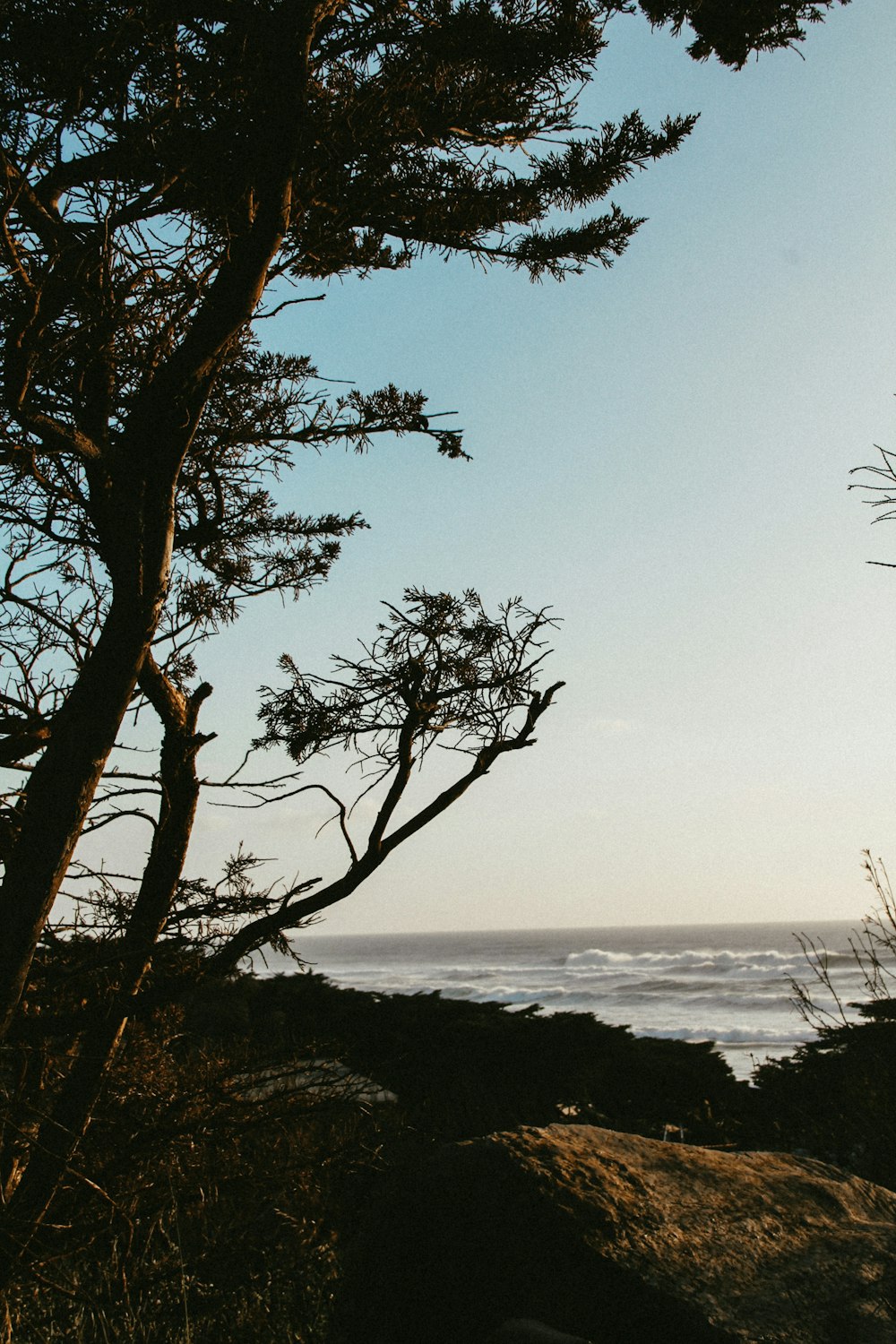 a view of the ocean through the branches of a tree