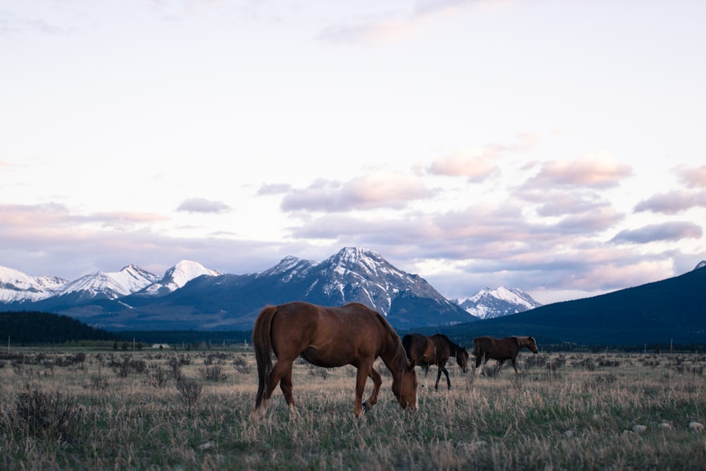 brown horse