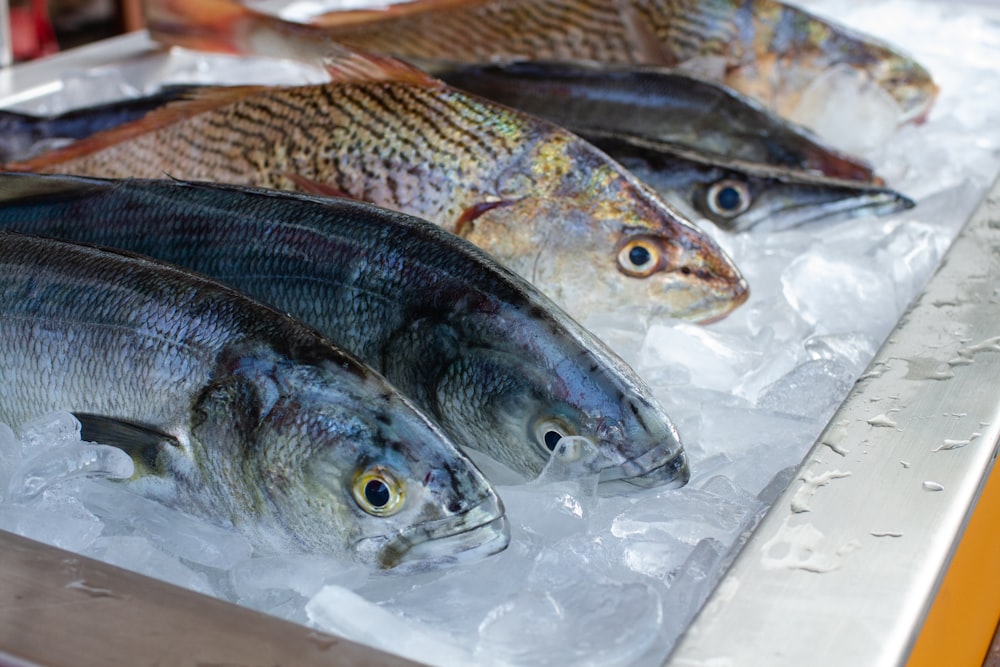 a bunch of fish that are on some ice