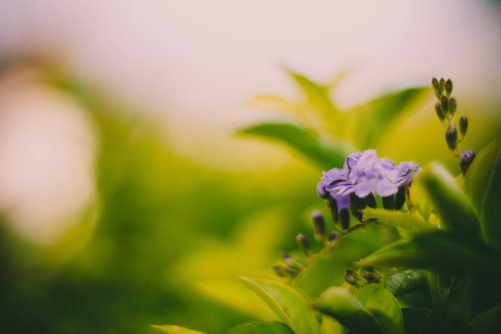 purple flower blooming