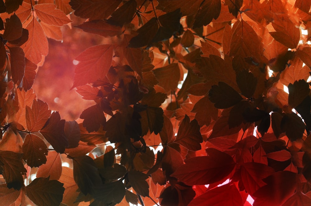 closeup photo of green leaves