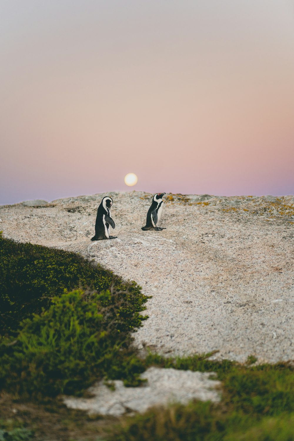 昼間、海岸を歩く2羽のペンギン