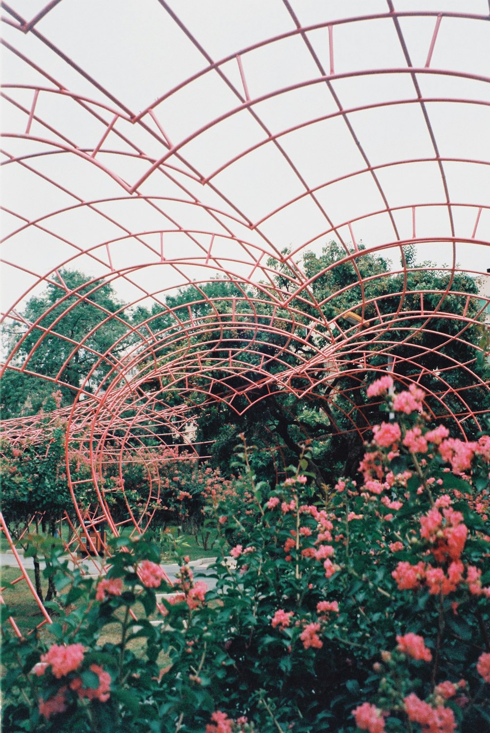 a bunch of pink flowers that are in a garden