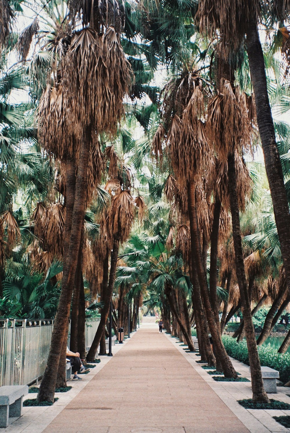 árvores de folhas verdes e marrons e um caminho marrom