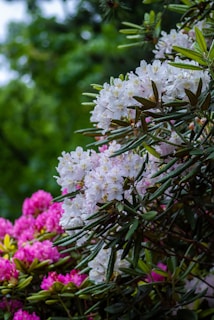Clusters of vivid pink and delicate white rhododendron blooms are surrounded by lush green leaves. The background features a blurred, verdant landscape, accentuating the vibrant colors of the flowers.
