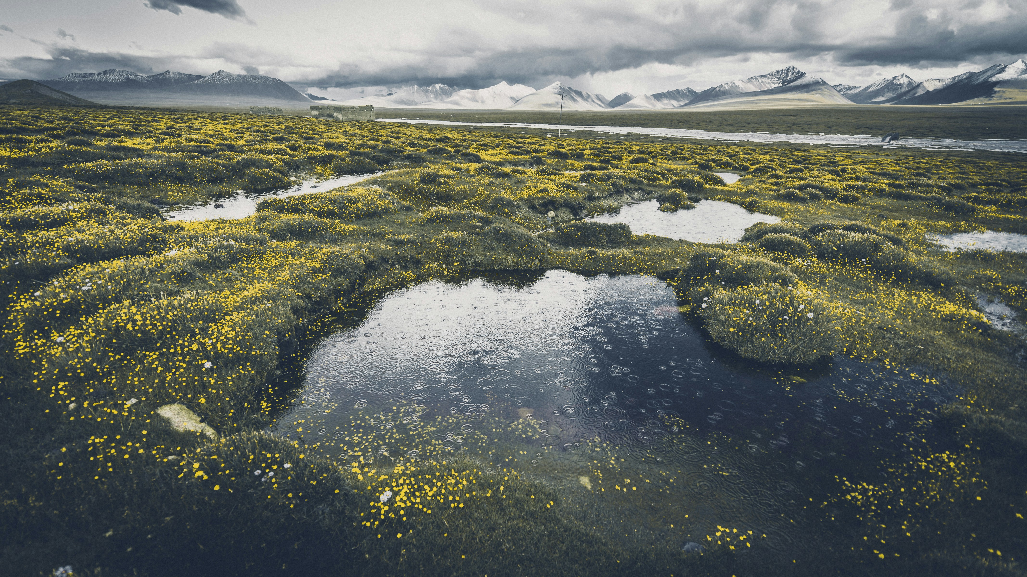 body of water near yellow flowers, 