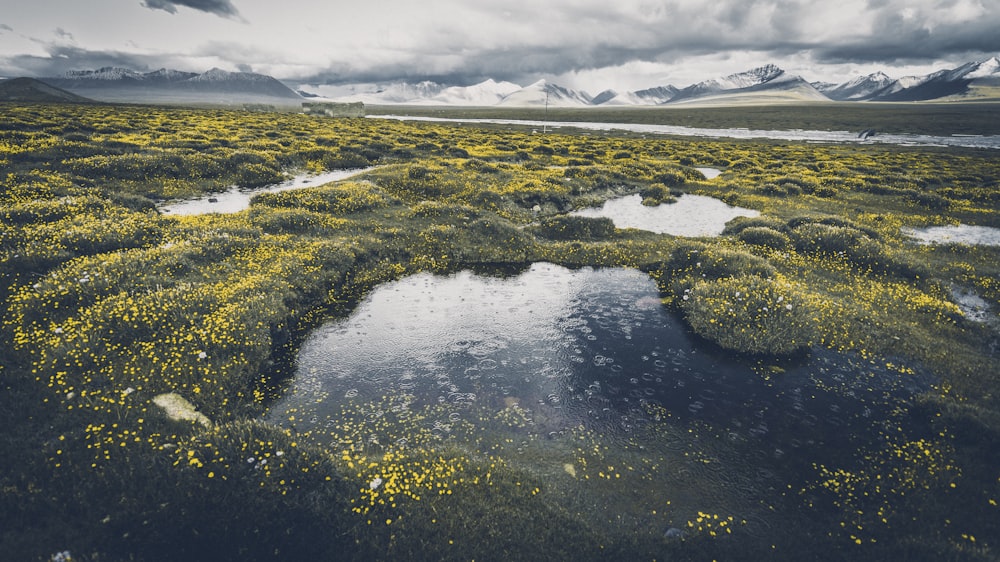 body of water near yellow flowers