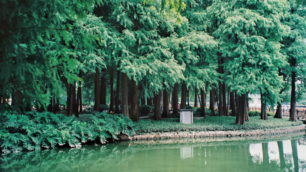 green-leafed trees near river