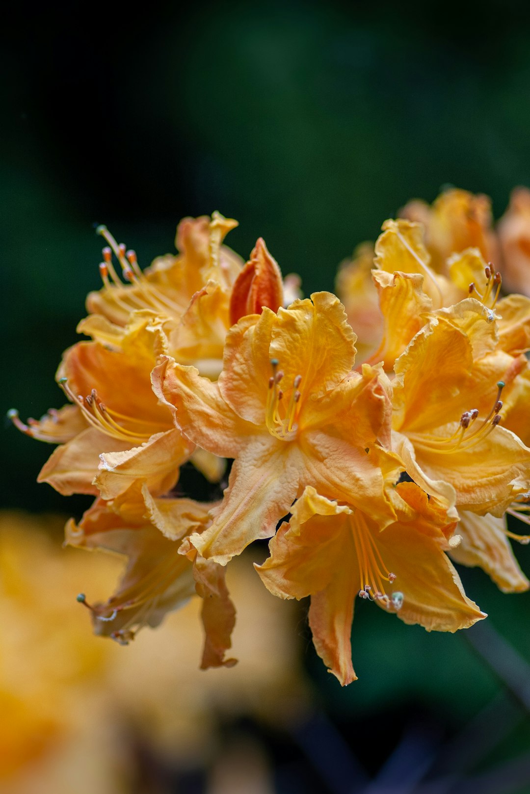 closeup photo of yellow petaled flowers