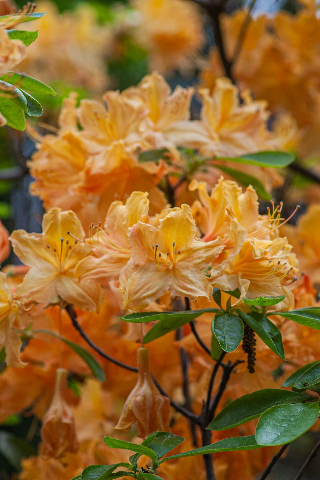 orange petaled flowers close-up photography
