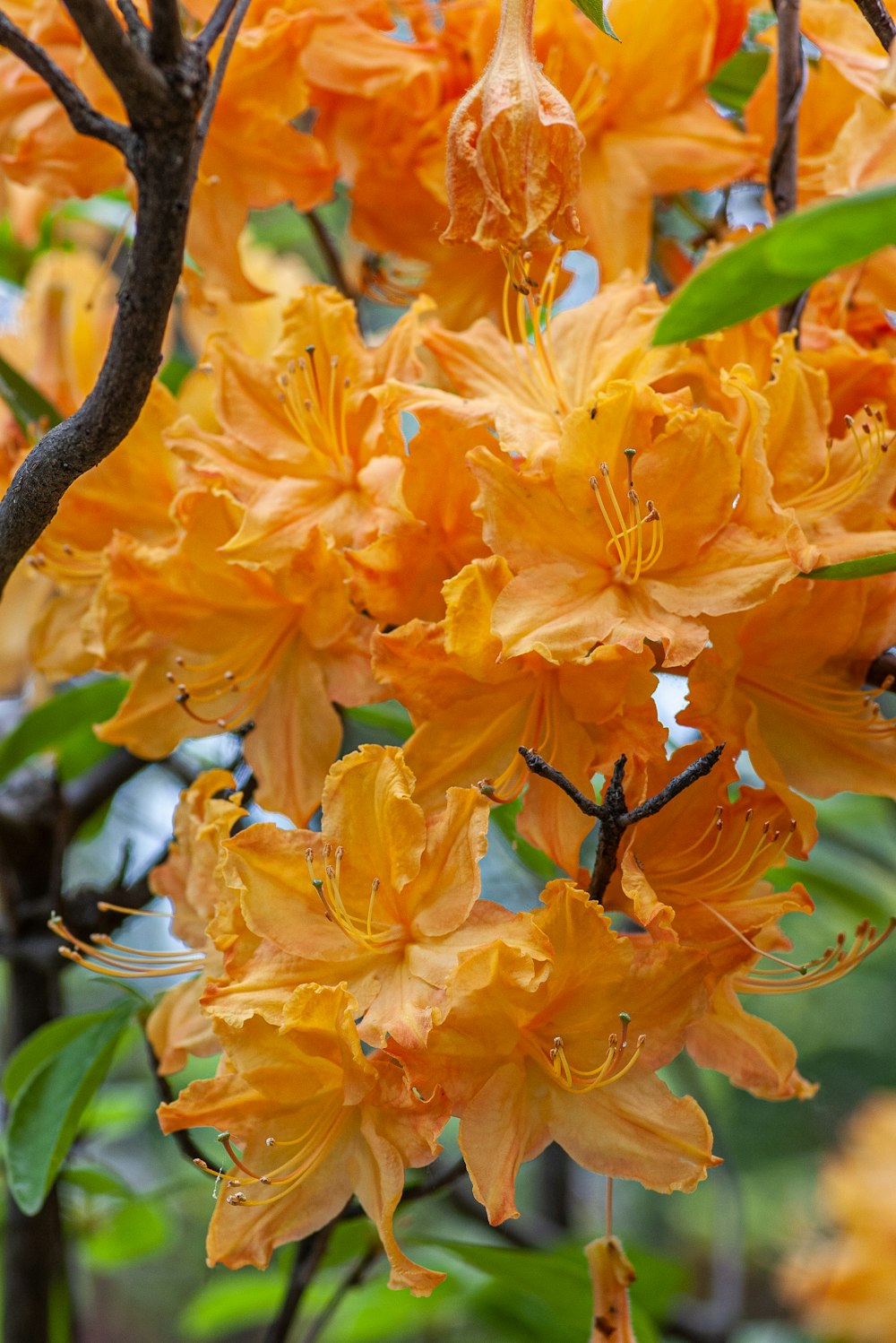 yellow-petaled flowers