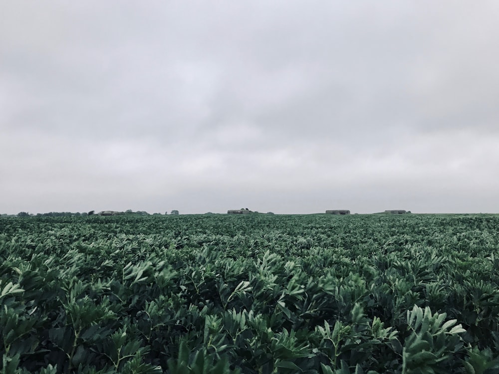 a large field of green plants under a cloudy sky
