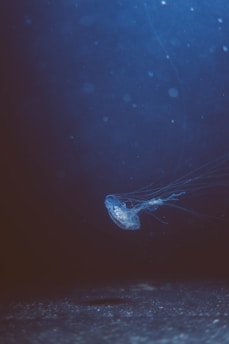 swimming jellyfish